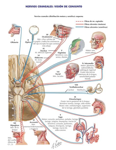 Pin en Anatomía