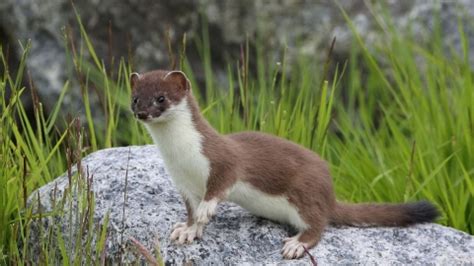 Stoat | Devon Wildlife Trust