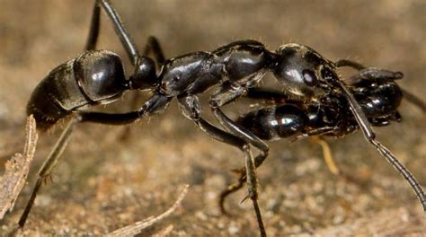 The number of these Australian ants is growing, they are breeding fast ...