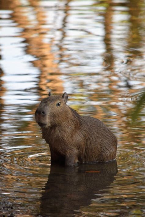 The Ultimate Guide: How to Eat Capybara - Baby Capybara