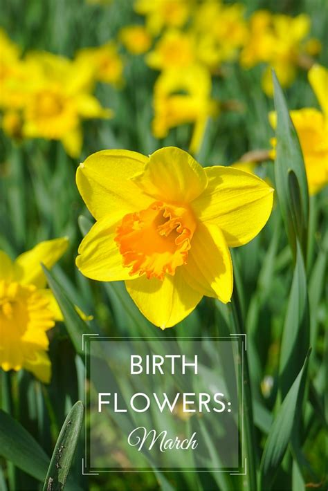 March birth flower: Daffodils & Jonquils - Growing Family | Birth ...