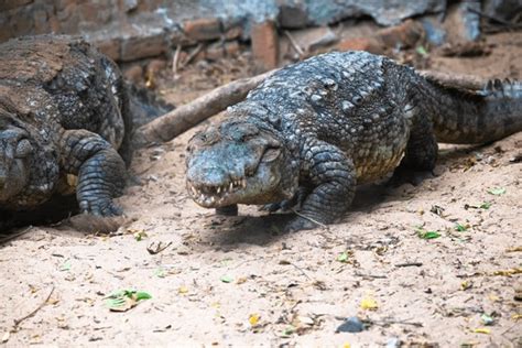 3,333 Crocodile Walking Images, Stock Photos, 3D objects, & Vectors | Shutterstock