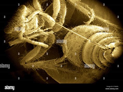 Insect scanning electron microscope hi-res stock photography and images ...