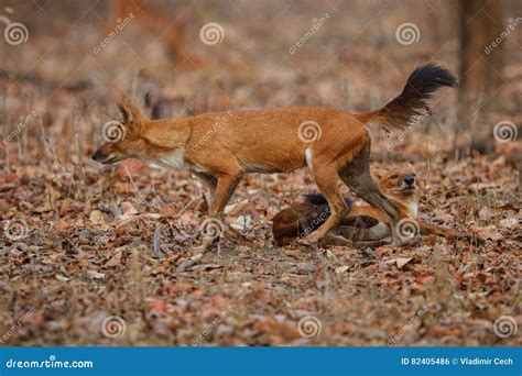 Indian Wild Dog in the Nature Habitat in India Stock Photo - Image of ...