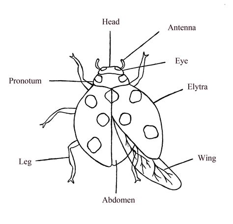 lady bug diagram - Google Search | science | Pinterest | Science, Bugs and Science for kids