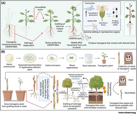 New possibilities for trait improvement via mobile CRISPR-RNA: Trends ...