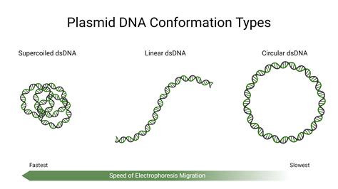 DNA & RNA Markers and Ladders | AAT Bioquest