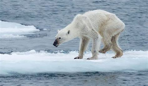 Climate change is rapidly transforming the Arctic: Why everybody should care - MAHB