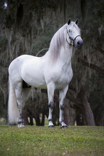 197 best images about Paso Fino Horses on Pinterest | Spanish, Horses for sale and Show horses