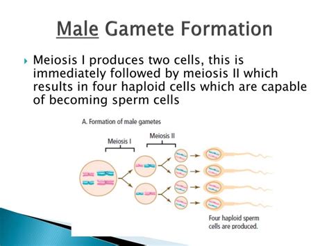 PPT - Meiosis is the basis of sexual reproduction PowerPoint Presentation - ID:2031919