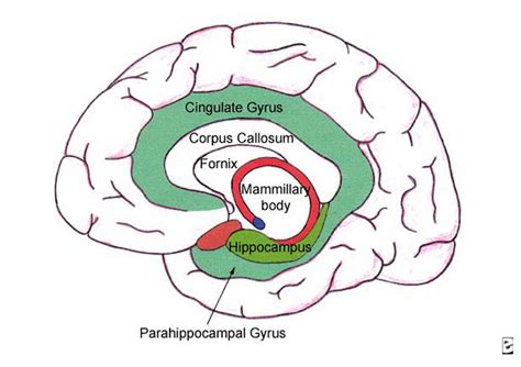 Hippocampus anatomy diagram - dasexpress