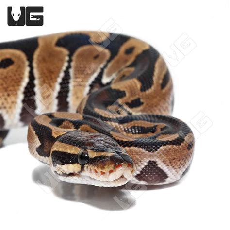 Baby Ball Pythons For Sale - Underground Reptiles