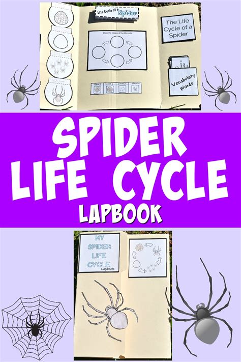 Life Cycle Of A Spider For Kids