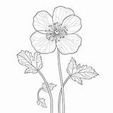 Buttercup coloring Pages – Coloring Corner sketch template
