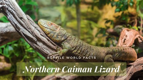 Top 10 Northern Caiman Lizard Facts - a water loving lizard.