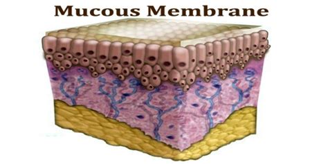 Mucous Membrane - Assignment Point