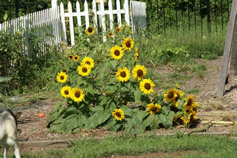 New Jersey Garden Mom: Flower Photography