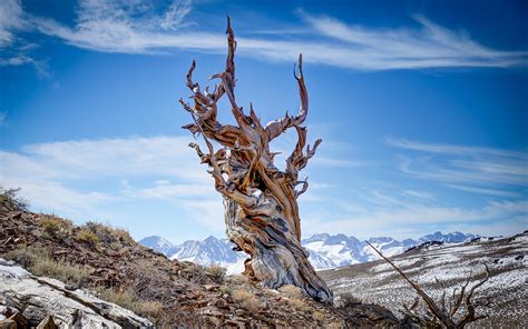 Ancient Bristlecone Pine Forest | Outdoor Project