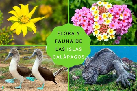 Flora de Galápagos - MiniManual ️