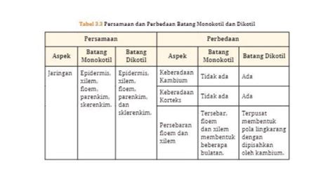 Sebutkan Persamaan dan Perbedaan Batang Monokotil dan Dikotil! Biologi ...