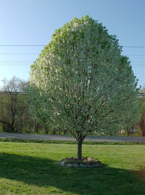 Bradford Pear Trees, great investment. Looks good all year round | Bradford pear tree, Lawn and ...