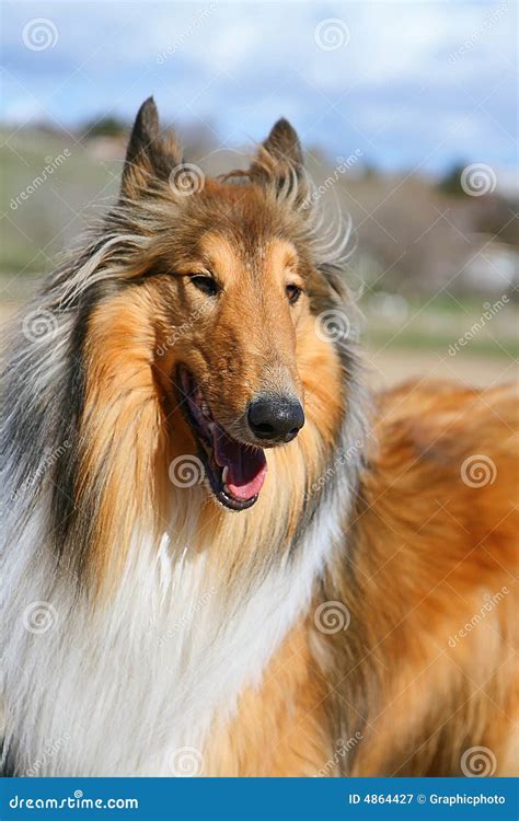 Lassie Dog