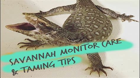 Savannah monitor care and taming tips - YouTube