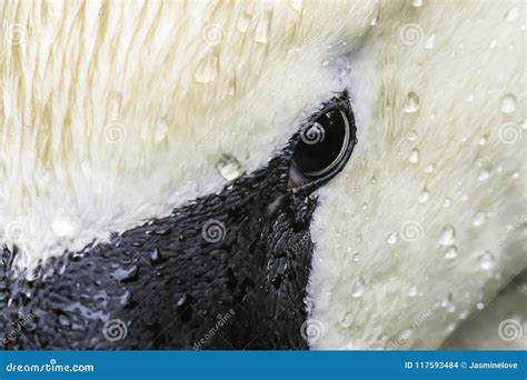 Swan Eye Close-up, Nature Details Stock Photo - Image of nature ...