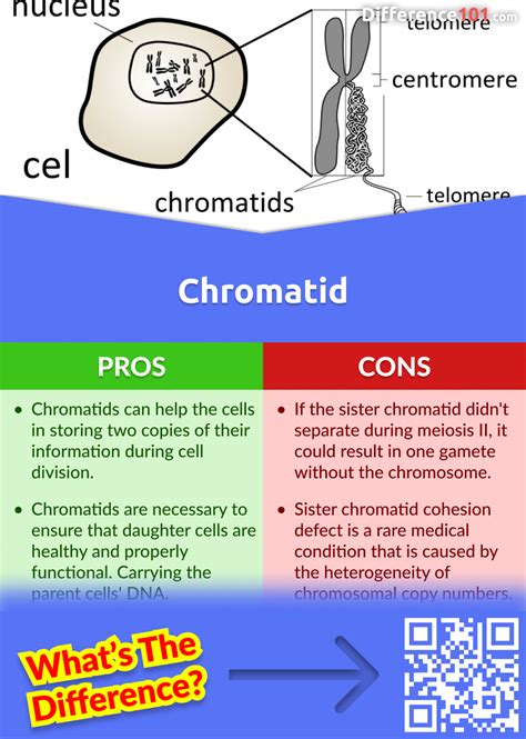 Chromatin vs. Chromatid: 5 Key Differences, Pros & Cons, Similarities | Difference 101