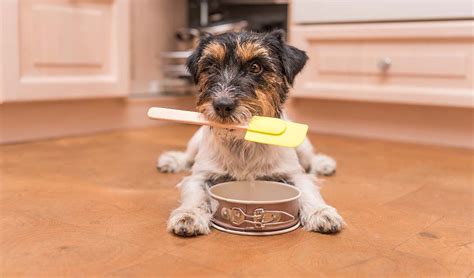 13 Homemade Dog Food Recipes for Small Dogs – Top Dog Tips