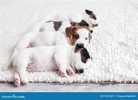 Newborn puppy sleeping stock image. Image of closeup - 215415677