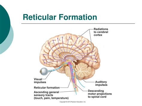 PPT - The Central Nervous System PowerPoint Presentation, free download ...