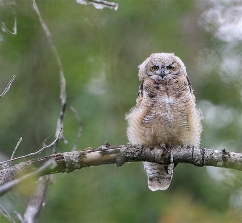 Great Horned baby owl Photograph by Sam Amato - Fine Art America