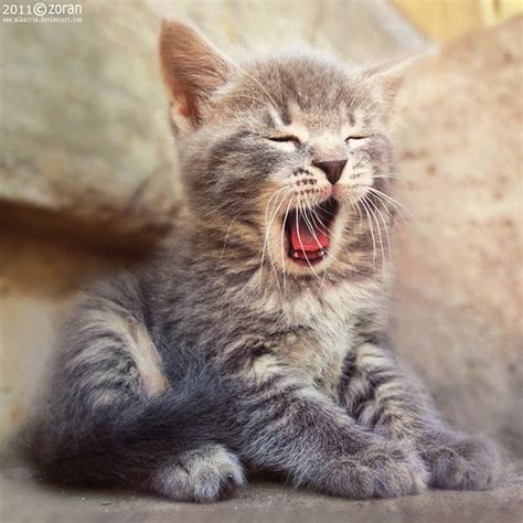 Big yawn | Kittens cutest, Cute animals, Cute cats