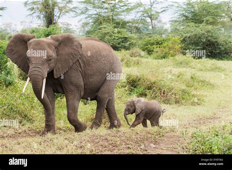 Female elephant followed by tiny calf in Ngorongoro Crater; Tanzania Stock Photo - Alamy