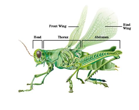 Grasshopper Anatomy | Insects, Grasshopper, Insect identification