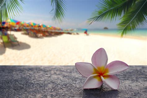 Plumeria flowers with tropical beach background 2191108 Stock Photo at Vecteezy