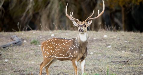 Axis Deer Facts & Information | Chital Deer (Axis Axis) - World Deer