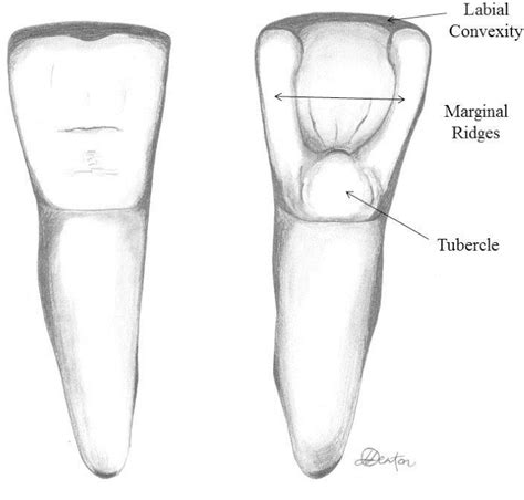 Figure 2.2 from Shovel-shaped incisors and the morphology of the enamel-dentin junction : an ...