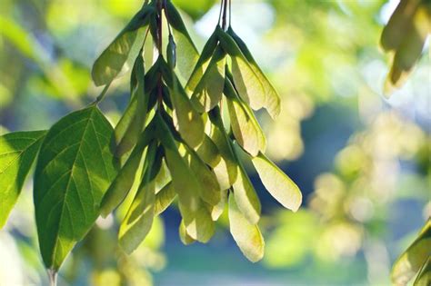 How to Manage and Identify the Boxelder Tree