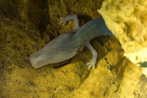 Olm (Proteus anguinus) in Moulis, Ariege (Laboratoire sout… | Flickr