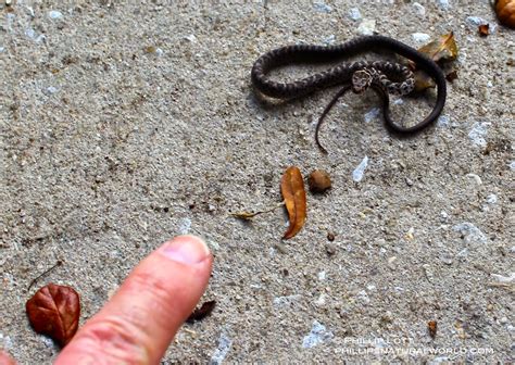 Pygmy Rattlesnake - Phillip's Natural World