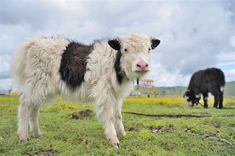 Ancient Tibetans crossbreed yak, cattle 2,500 years ago: study - CGTN