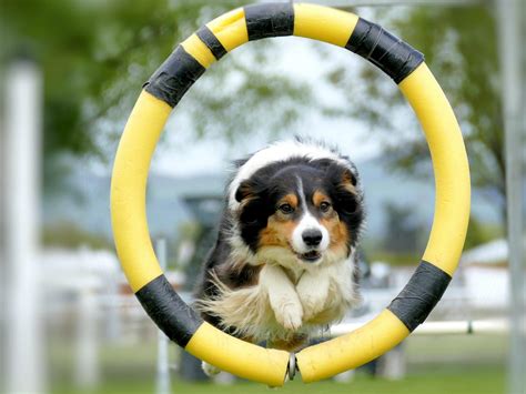 When Can Puppies Start Agility Training
