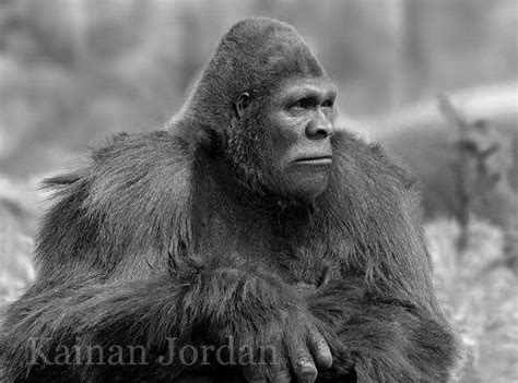 Past and Present Productions: Origin of Bigfoot | Bigfoot, Bigfoot ...