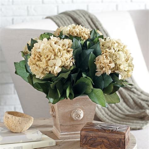 Birch Lane™ Preserved Ivory Hydrangea Arrangement & Reviews | Birch Lane