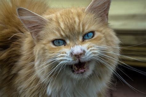 Aggression in Cats: How to Effectively Handle an Aggressive Cat - Just ...