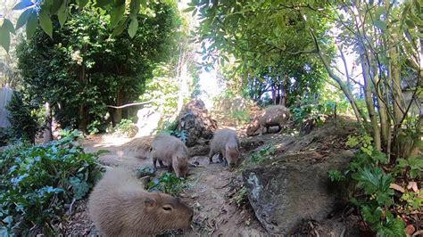 We're going inside our capybara habitat! - YouTube