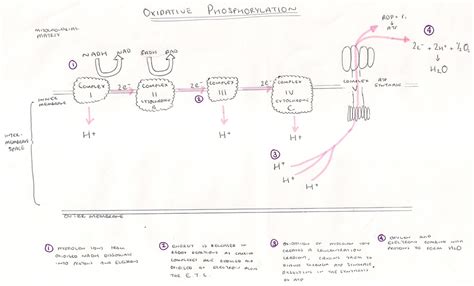 43 oxidative phosphorylation diagram mastering biology