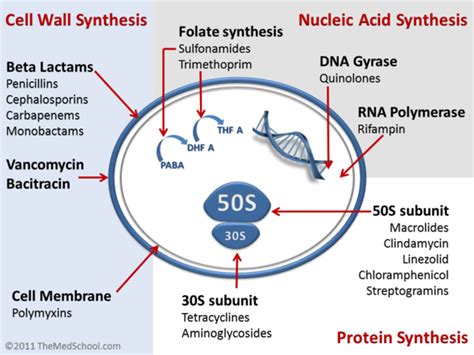 Antibiotics - Physiopedia